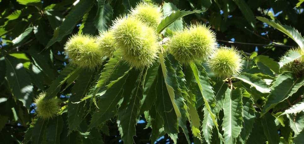 Les premi�res ch�taignes apparaissent, vers la mi-septembre, prot�g�es par une enveloppe �pineuse appel�e BOGUE. Puis les bogues �clatent, lib�rant les ch�taignes. 